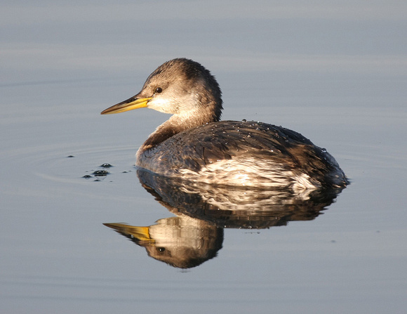 Red-necked Grebe