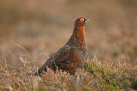 Red Grouse