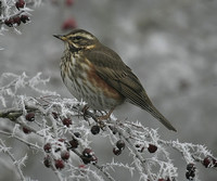 Thrushes