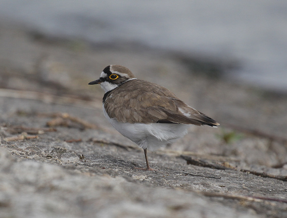 Little Ringed Plover (Adult)