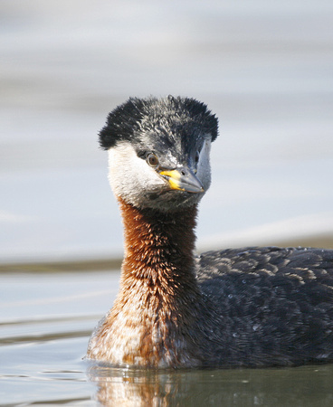 Red-necked Grebe