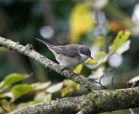 Western Orphean Warbler