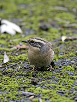 Siberian Accentor