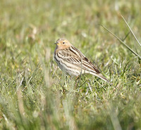 Red-throated Pipit