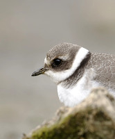 Ringed Plover