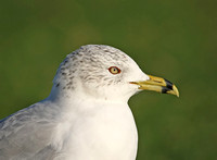 Ring-billed Gull