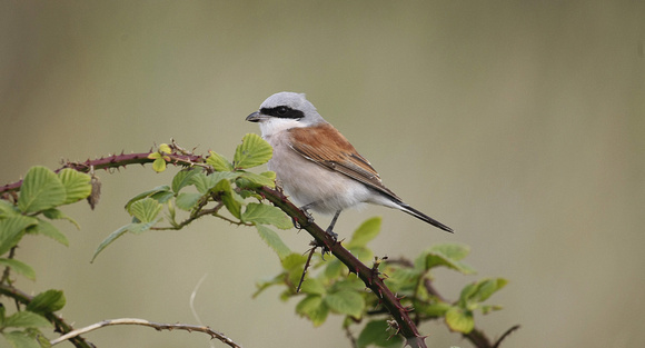 Red-backed Shrike