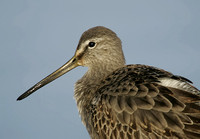 Long-billed Dowitcher