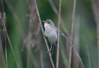 Marsh Warbler