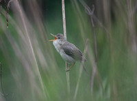 Marsh Warbler