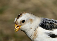 Snow Bunting