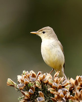 Melodious Warbler