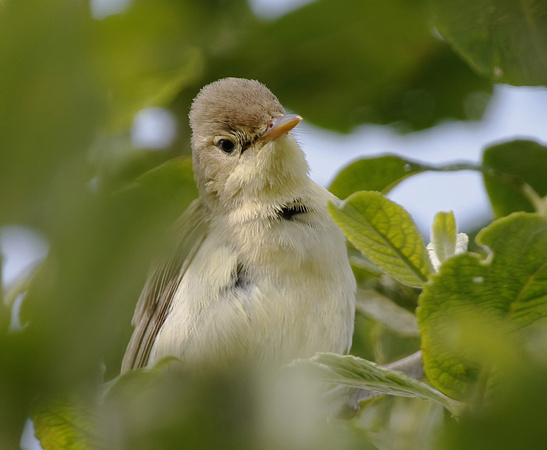 Melodious Warbler