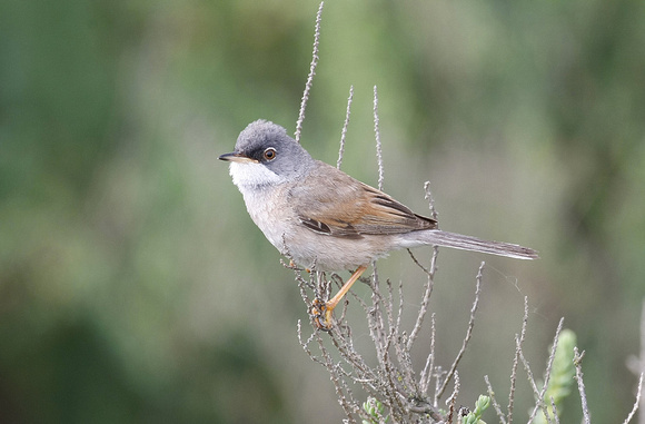 Spectacled Warbler