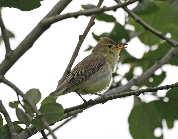 Melodious Warbler
