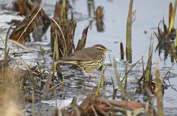 Northern Waterthrush