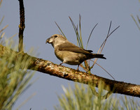 Parrot Crossbill