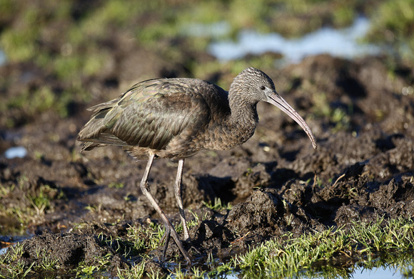 Glossy Ibis