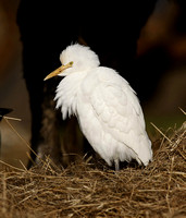 Cattle Egret