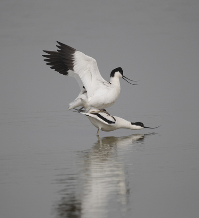 Avocet