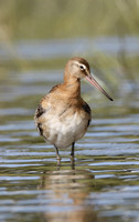 Black-tailed Godwit