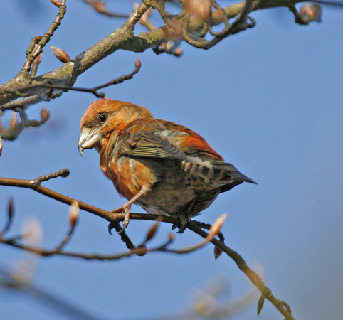 Common Crossbill