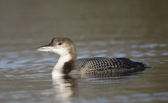 Great Northern Diver