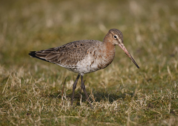 Black-tailed Godwit