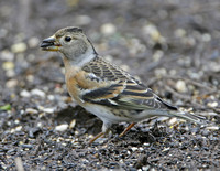 Brambling