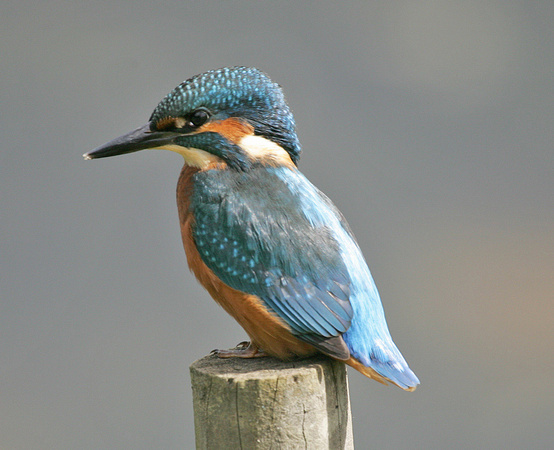 Kingfisher