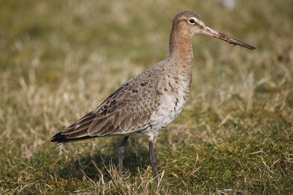 Black-tailed Godwit