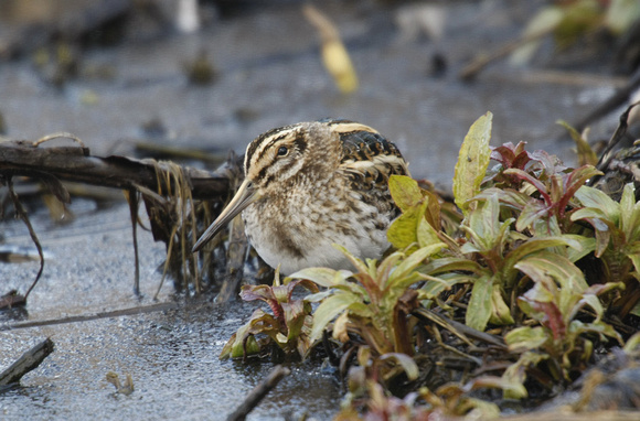 Jack Snipe