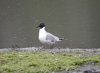 Bonaparte's Gull