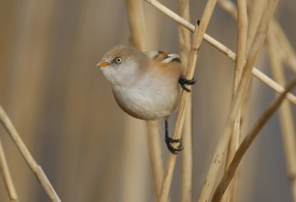 Bearded Tit