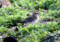 Collared Pratincole