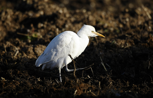 Cattle Egret