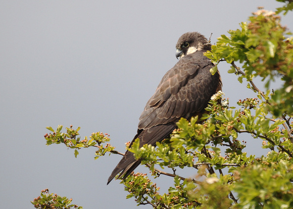 Eleonora's Falcon