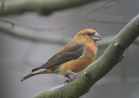 Common Crossbill