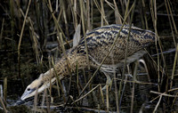 Bittern