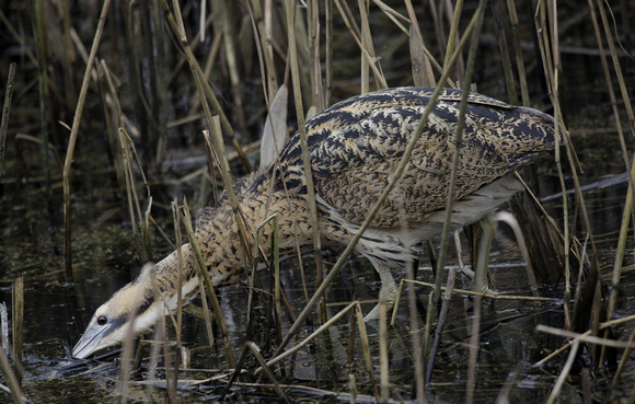 Bittern