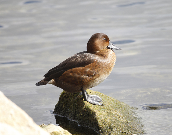 Ferruginous Duck