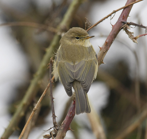 Common Chiffchaff