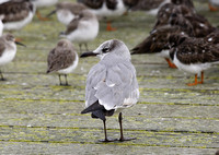 Laughing Gull