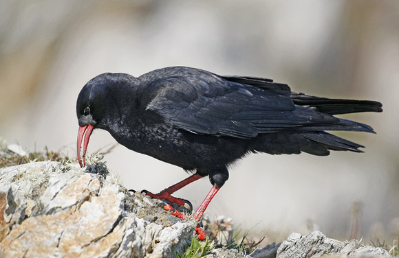 Chough