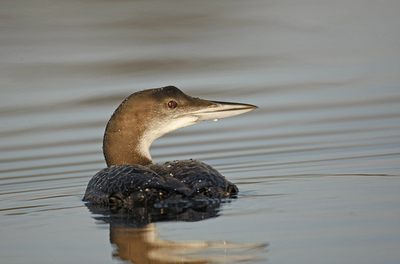 Great Northern Diver