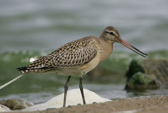 Bar-tailed Godwit