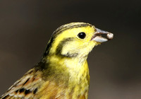 Reed Bunting & Yellowhammer