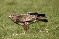 Buzzard