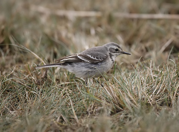 Citrine Wagtail