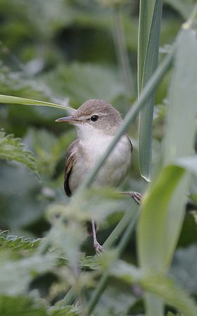 Blyth's Reed Warbler